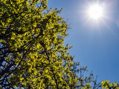 Primavera meteorológica: entenda a mudança no tempo que chega antes do calendário