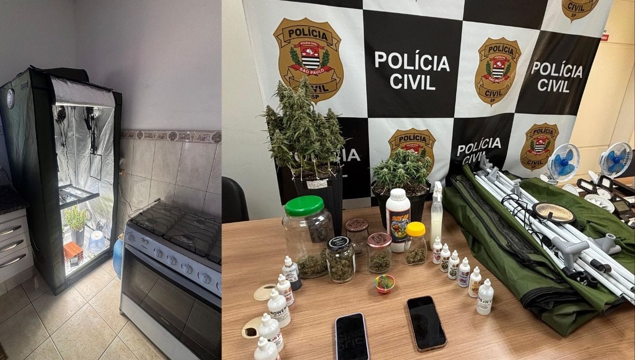 Polícia encontra estufa industrial para cultivo de maconha em Piracicaba