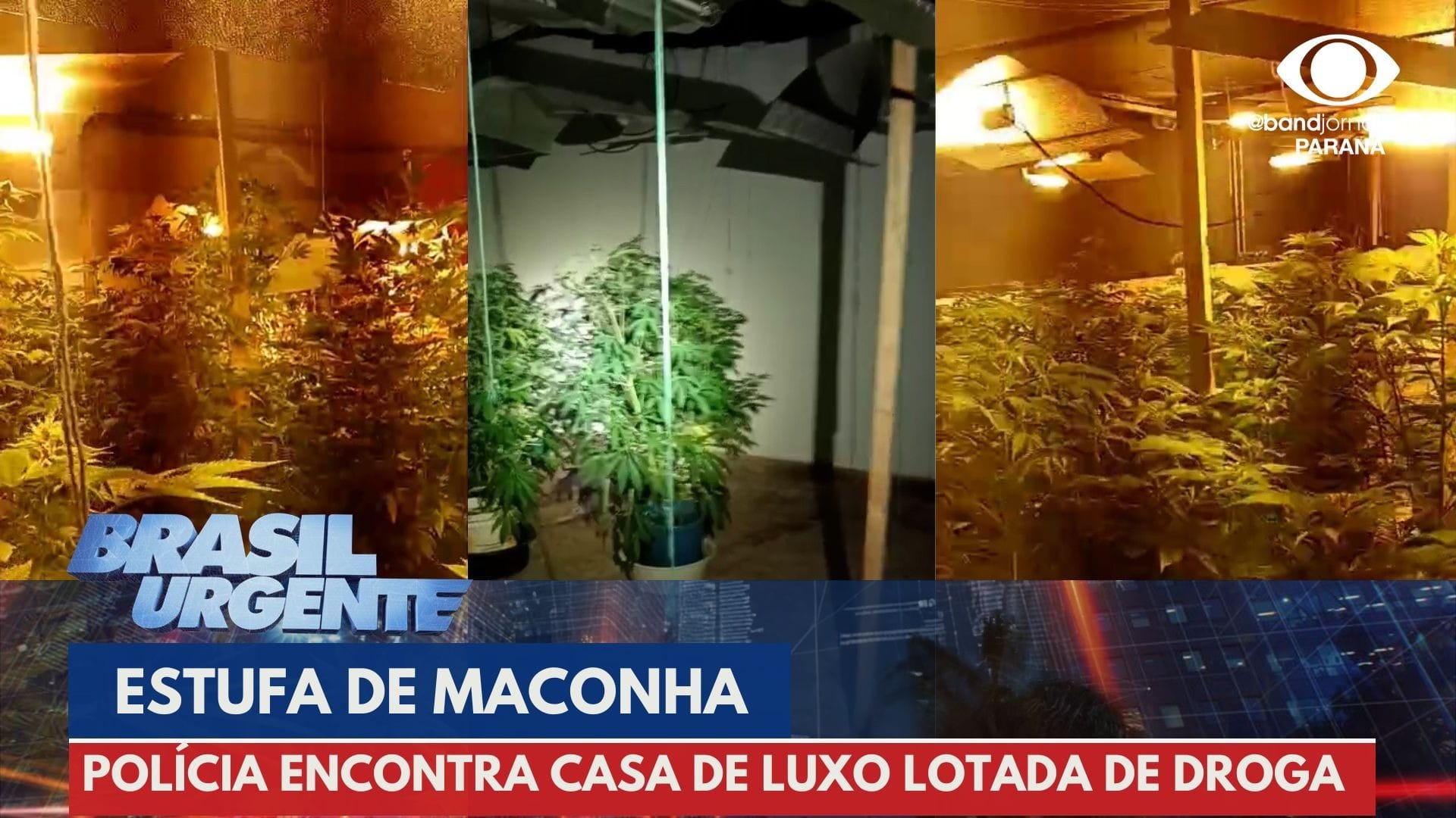 Polícia Militar desmonta estufa de maconha em casa de alto padrão no Ahu
