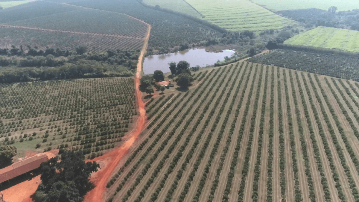 Um século depois, influência japonesa molda agricultura do Brasil