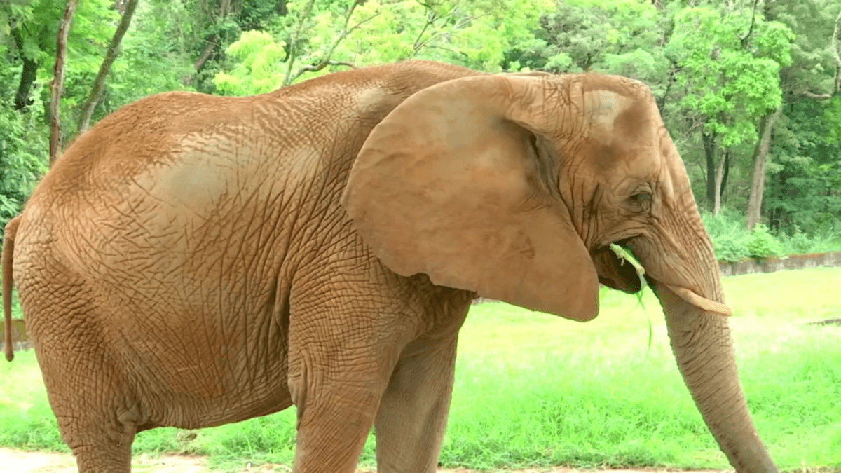 Zoológico de BH produz a própria comida para alimentar os animais