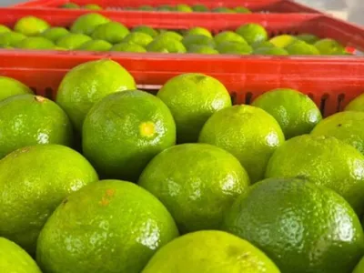 Baixa oferta de limão tahiti eleva preços e muda rumo da safra em SP