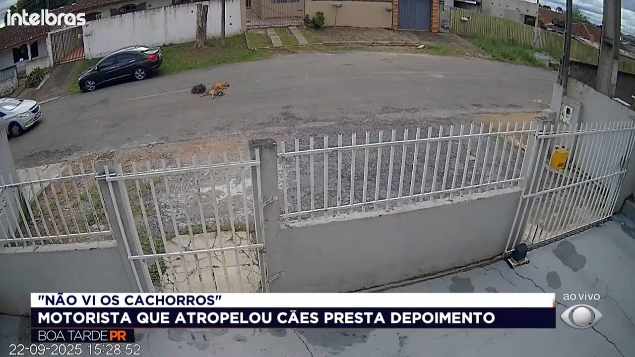 Motorista que atropelou três cães em Piraquara é identificado