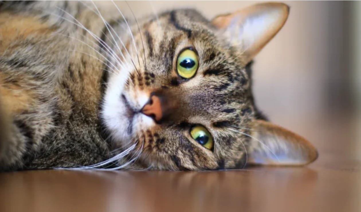 Esporotricose em Gatos: O que É, Como Prevenir e Reconhecer os Sintomas!