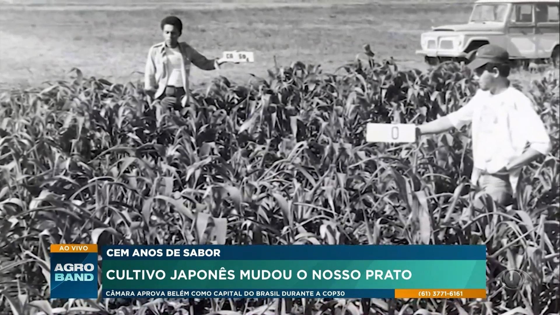 Imigração japonesa moldou agricultura brasileira e fortaleceu o cultivo de hortaliças
