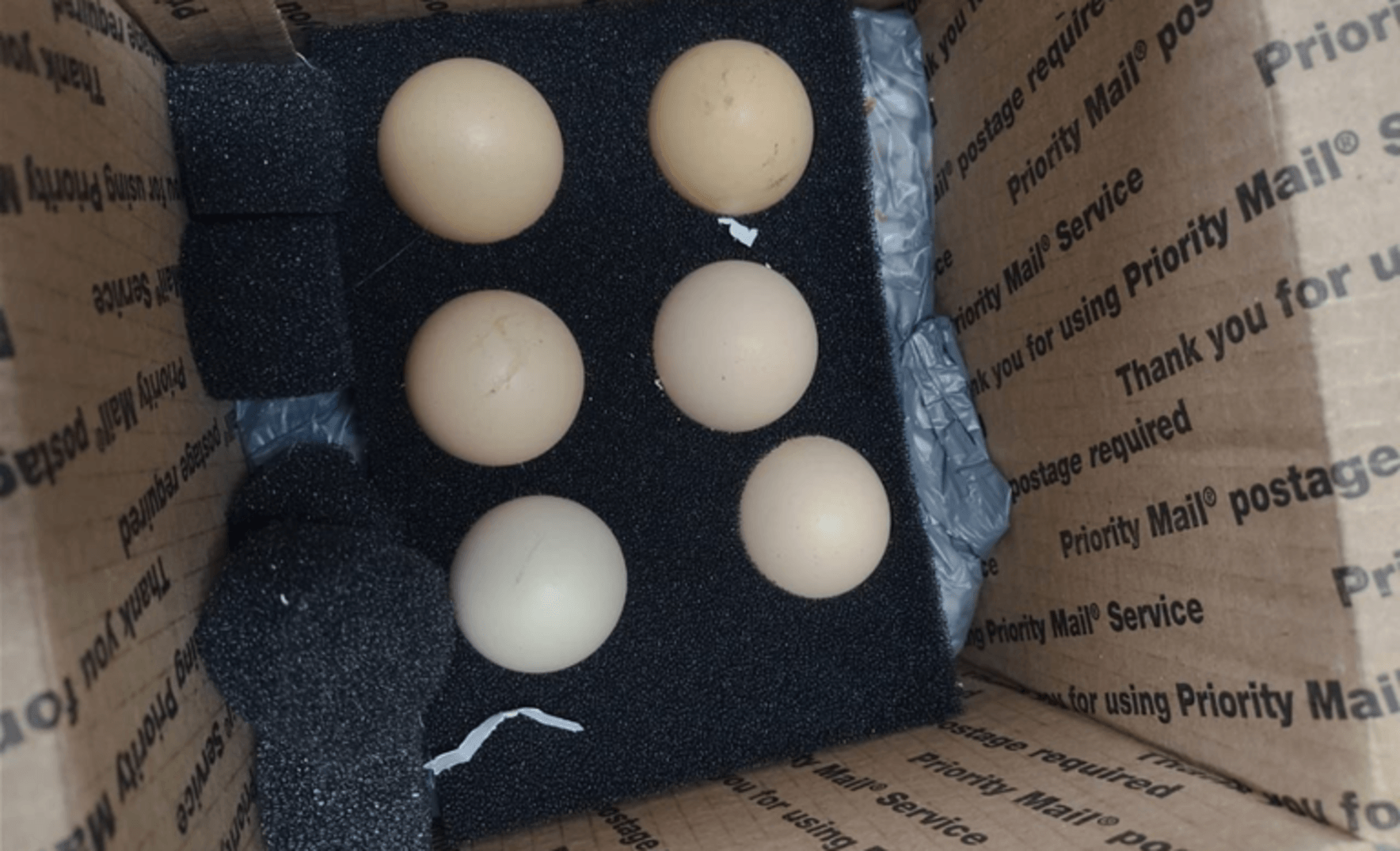 Encomenda proibida: americanos tentam enviar ovos sem registro para o Brasil