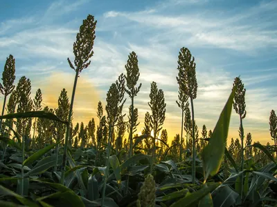 Chineses começam a importar sorgo brasileiro em grande escala