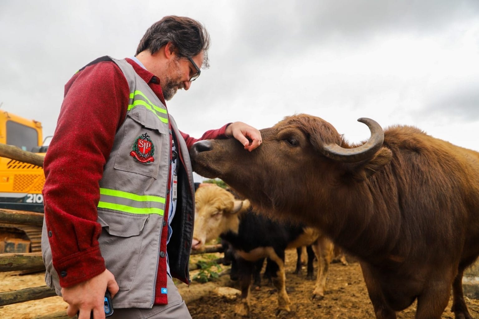"Búfalos da Marginal" são resgatados e encaminhados para um haras na Grande SP