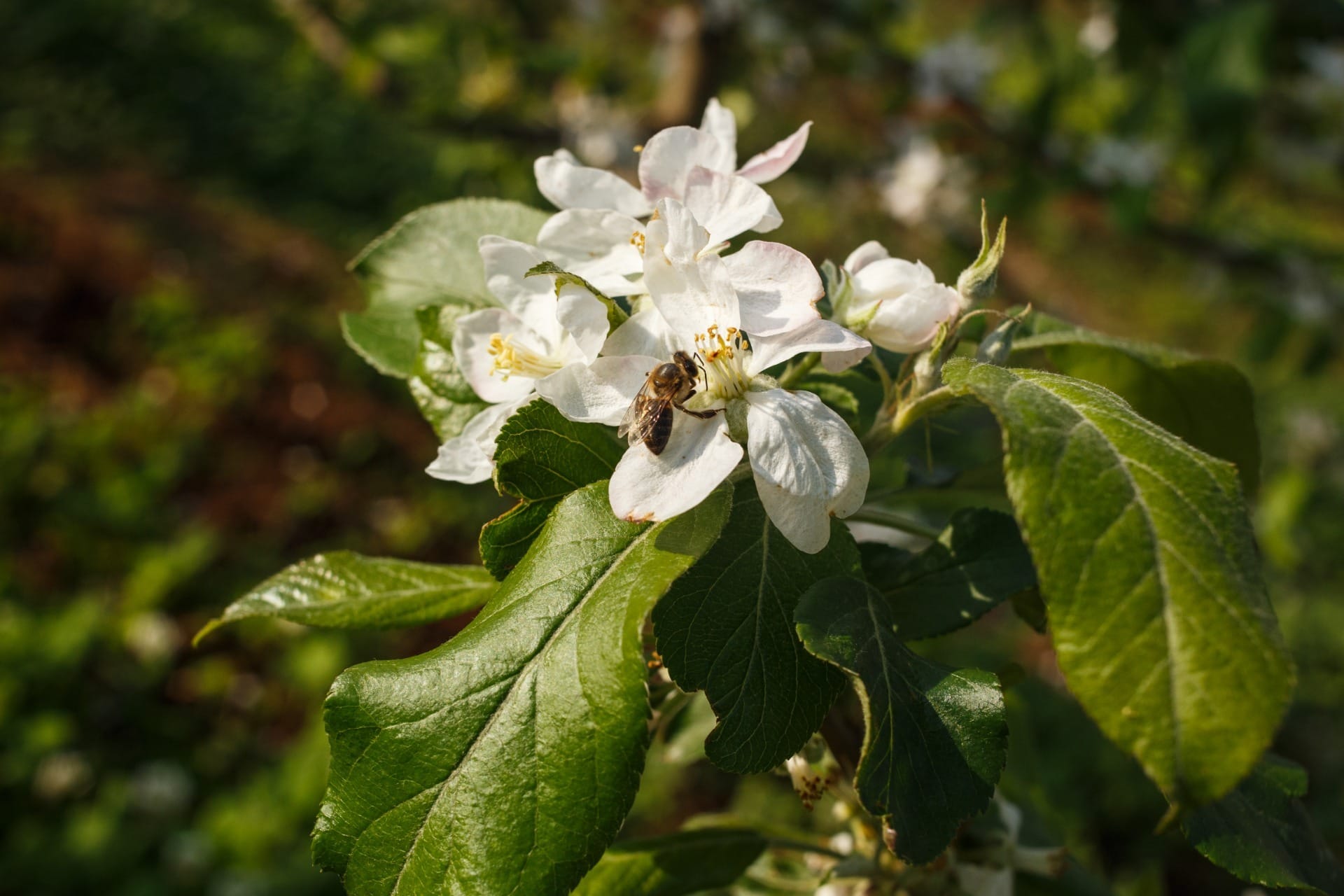 Empresa do agro aluga 300 milhões de abelhas para florada de pomares