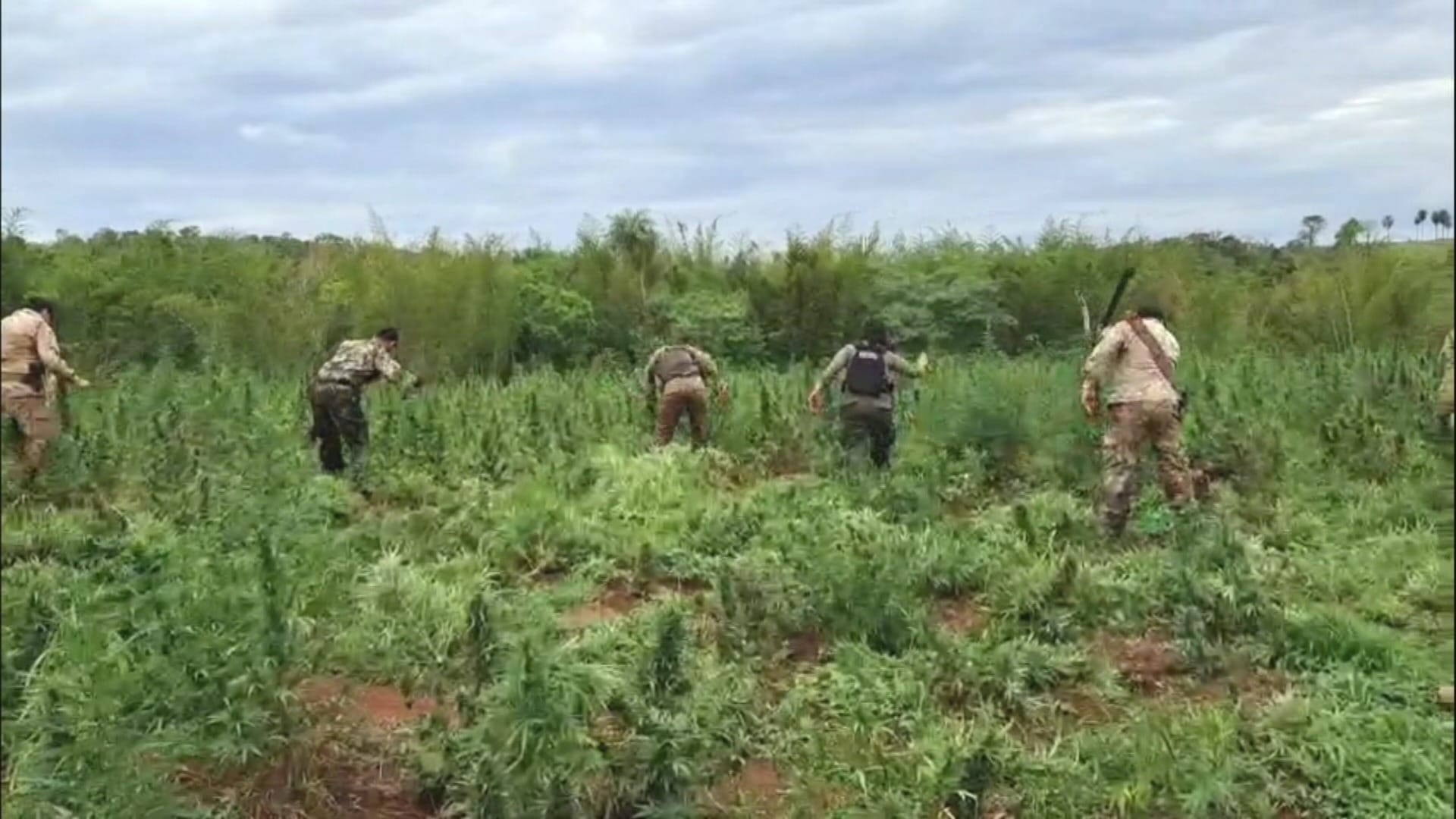 Polícia paraguaia fecha laboratório clandestino de cannabis