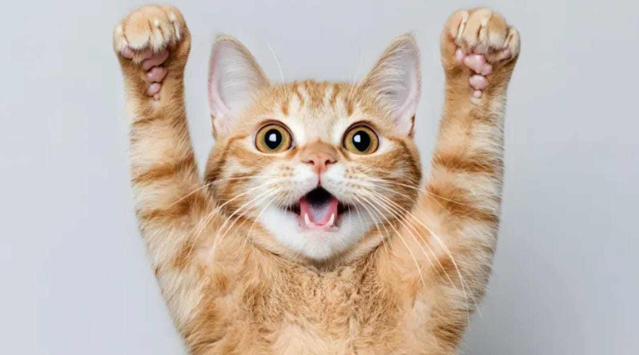Alerta em SP: casos de esporotricose em gatos disparam e preocupam setor