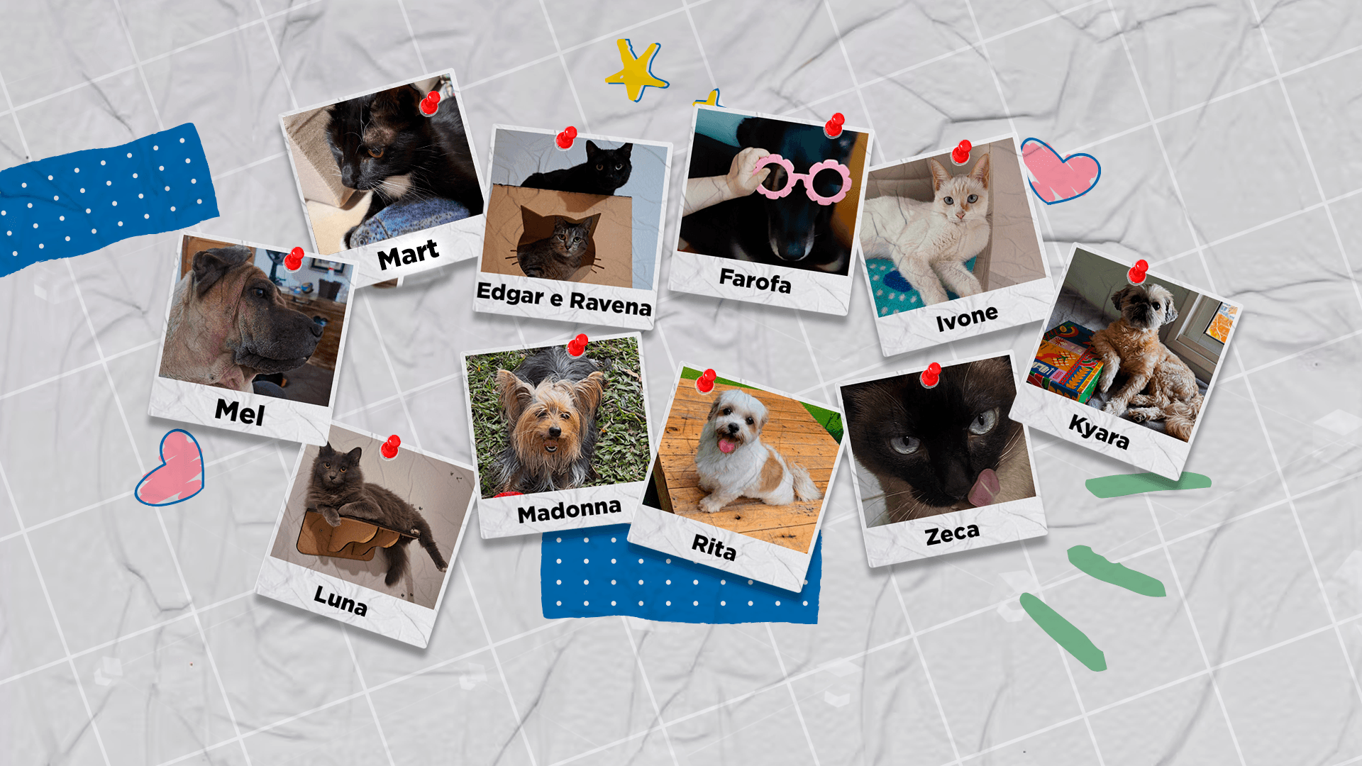 Amor pelos pets: quem é mais buscado, cachorro ou gato?