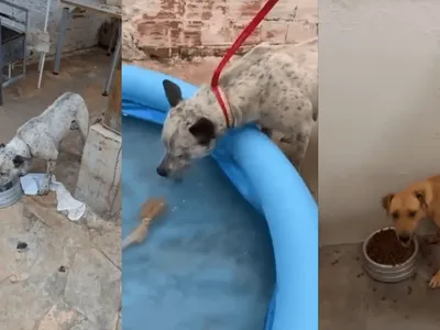 Mulher é detida por maus-tratos por manter cachorros presos e sem acesso à comida e água