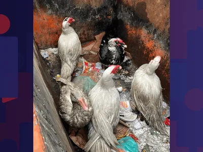 Patos resgatados vão passar por quarentena antes de retornarem ao Parque Guinle