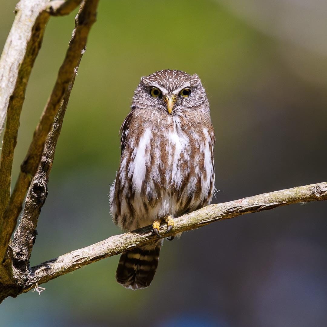 Coruja Caburé (Glaucidium brasilianum), registrada no dia do evento de lancamento do COA