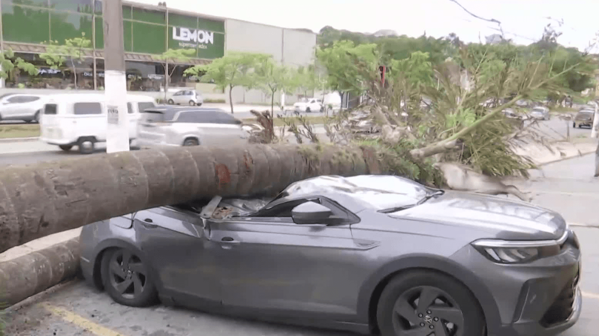 Árvore cai e destrói carro na Zona Sul de São Paulo 1