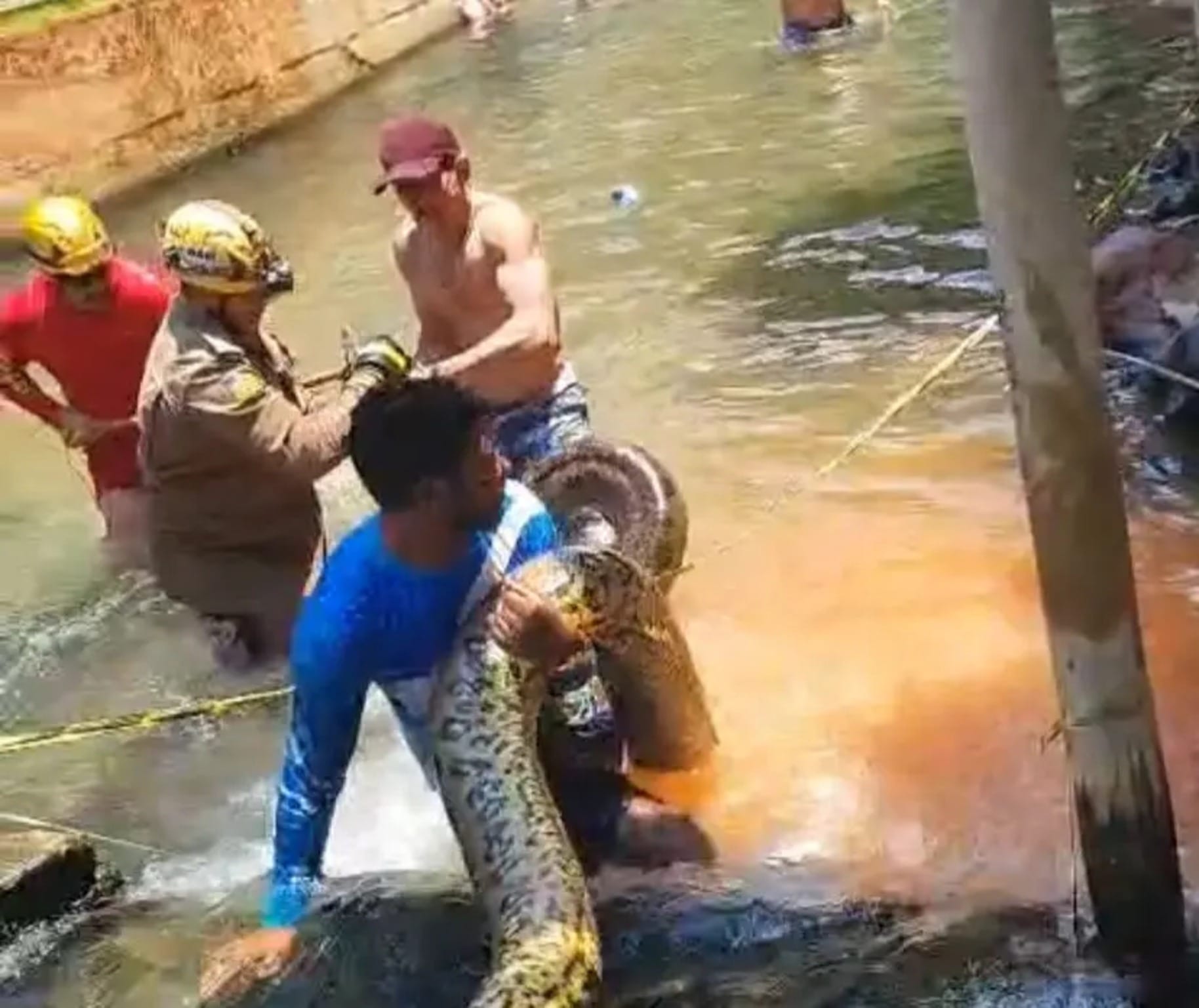 Sucuri de 5 metros é encontrada em resort e assusta banhistas