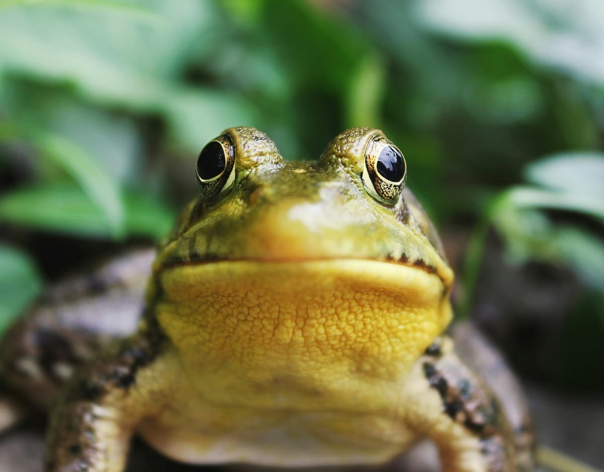 O que significa sonhar com sapo? Bicho é símbolo de transformação