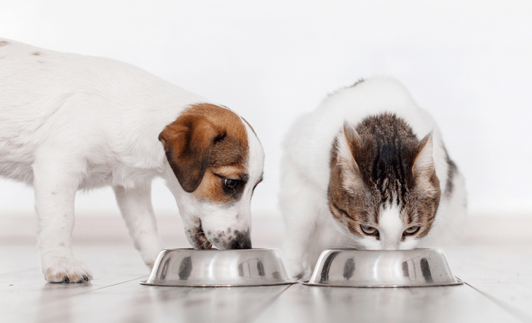 Rações para pets terão limite de micotoxinas a partir de 2026