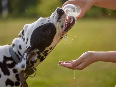 Cachorro pode tomar água de coco? Saiba os limites