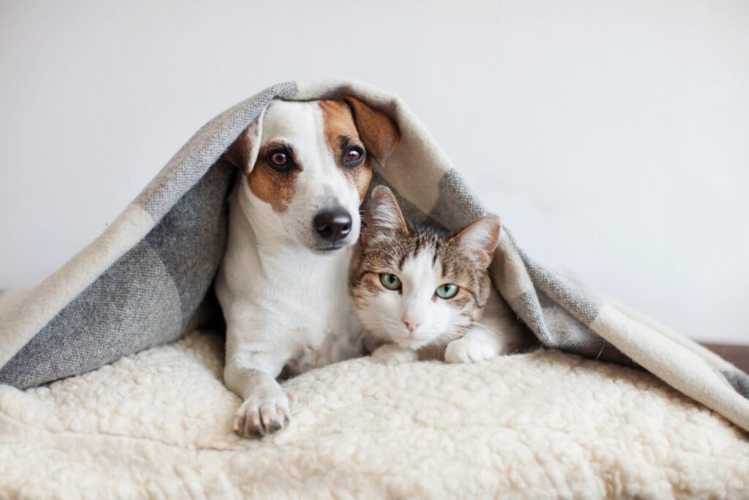 Valinhos promove campanha de adoção de pets para contribuir na saúde mental