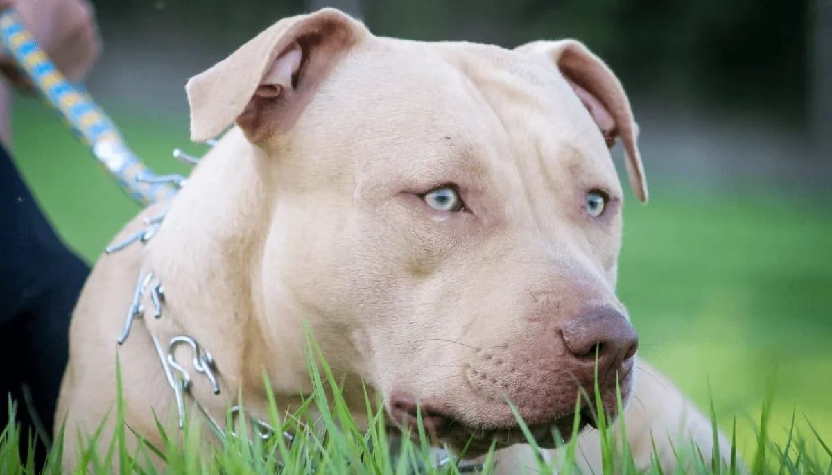 Ataques de pitbulls levantam debate sobre punição a tutores