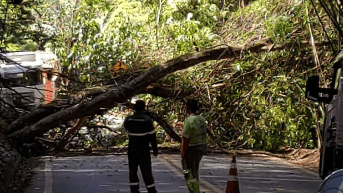 Queda de árvore bloqueia rodovia SP50 em Santo Antônio do Pinhal