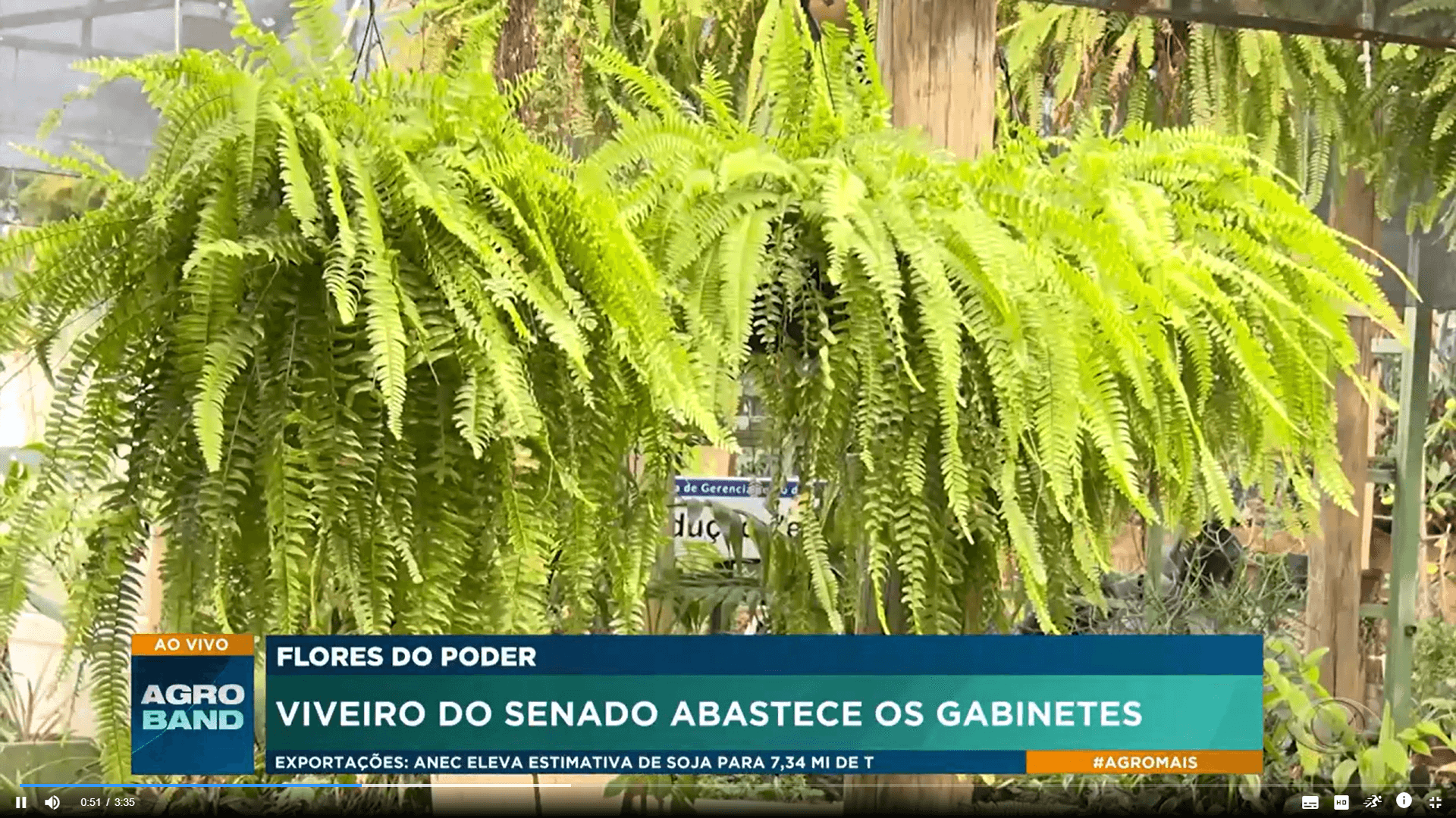 Viveiro do Senado Federal produz mudas de plantas e árvores típicas do Cerrado