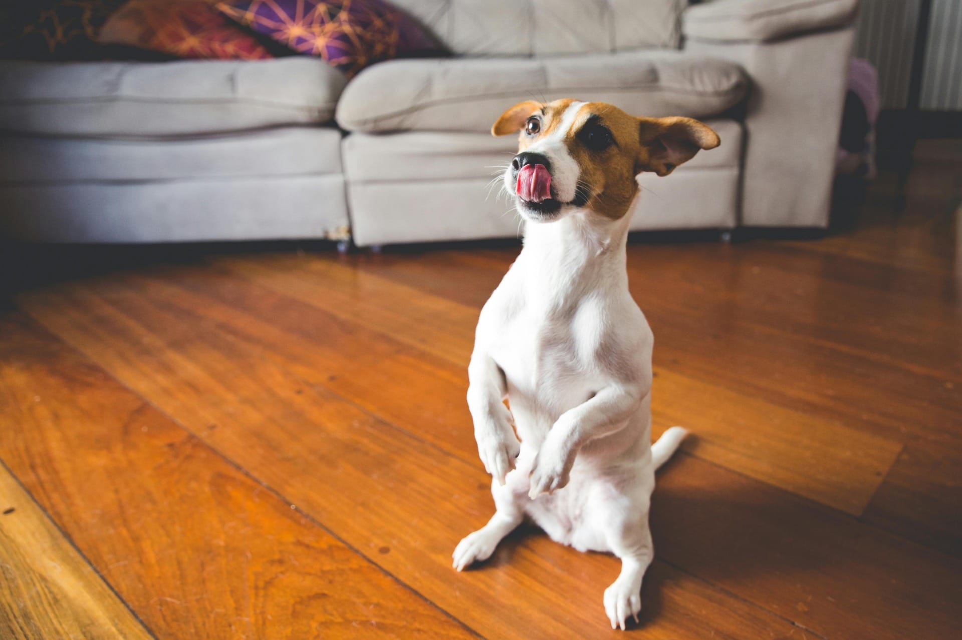 Consumo de chocolate na Páscoa acende alerta para intoxicação de pets
