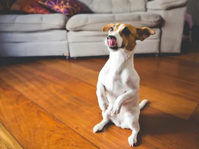 Consumo de chocolate na Páscoa acende alerta para intoxicação de pets