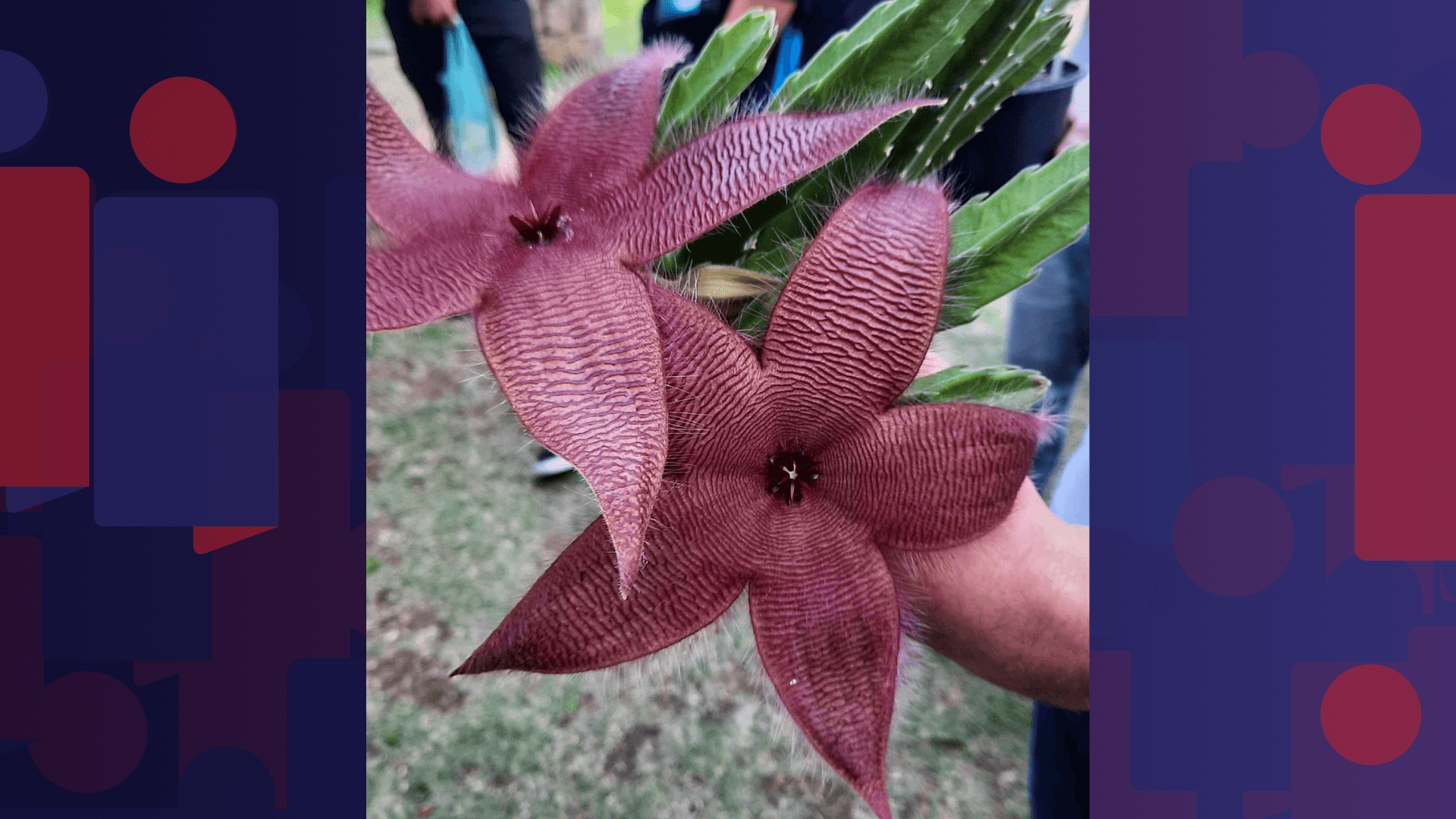 Jardim Botânico do Rio promove trilha especial de Halloween