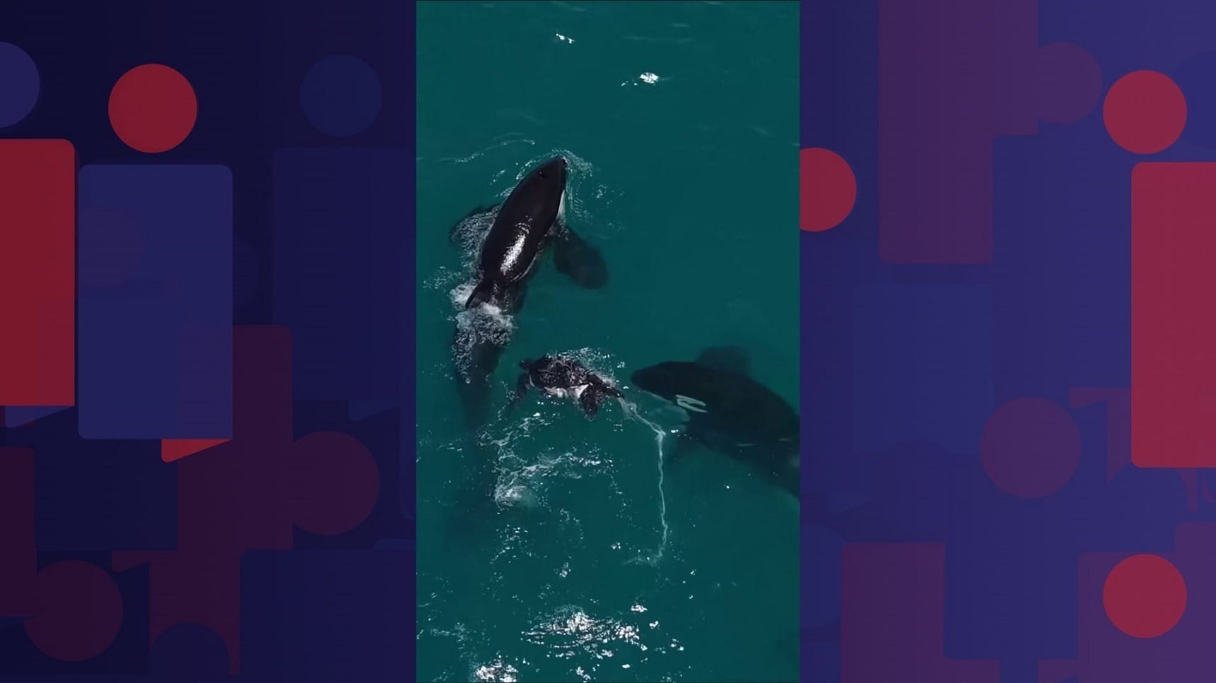 Orcas são flagradas se alimentando de tartaruga-de-couro em Arraial do Cabo