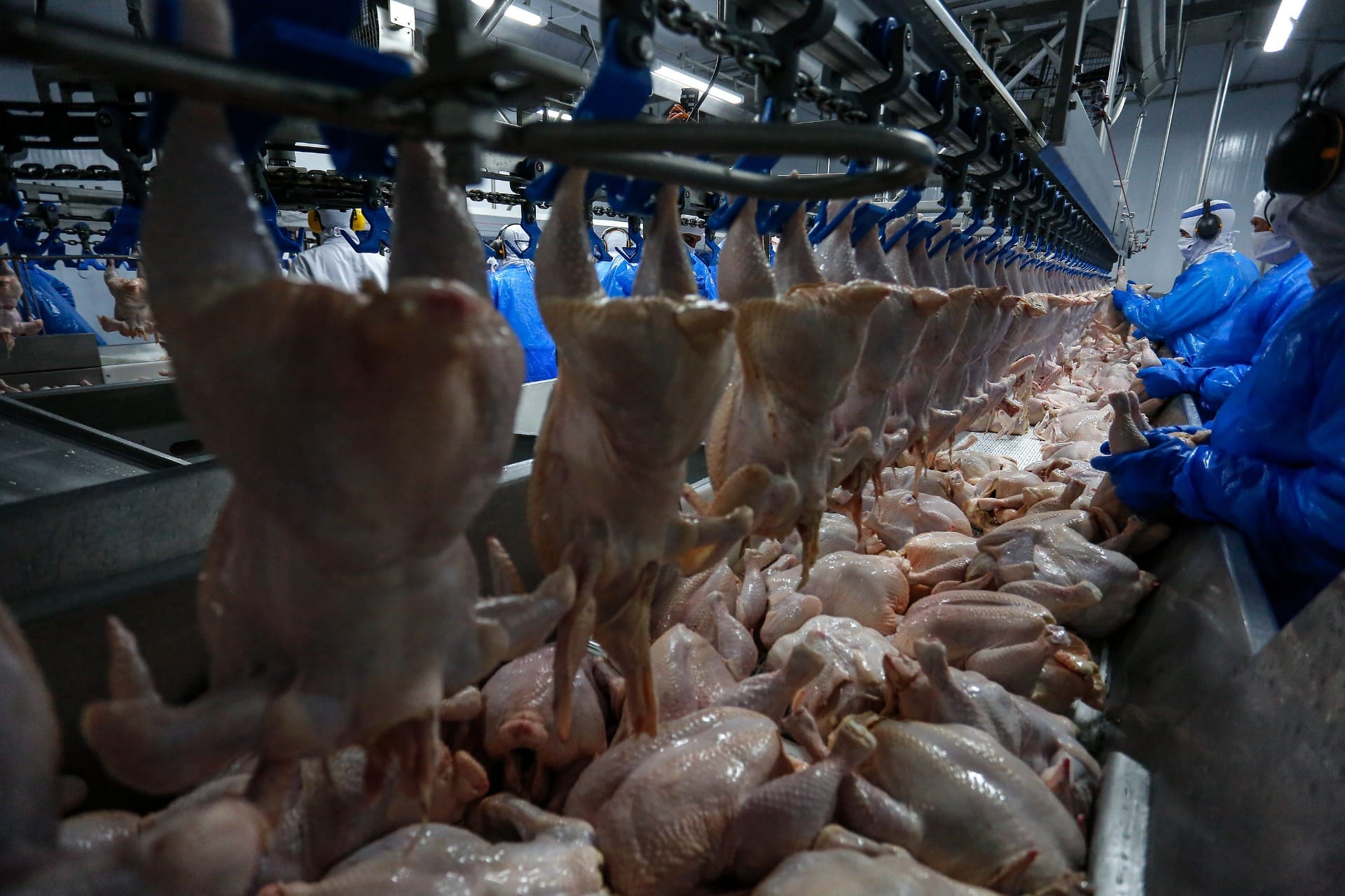 Retomada das exportações de frango à Malásia pode favorecer o Paraná