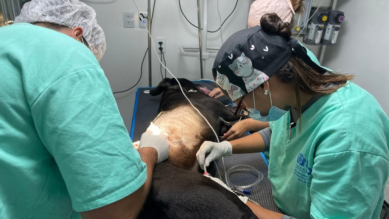 Cachorro Scooby, baleado em megaoperação no Rio, terá cuidados na Fazenda Modelo