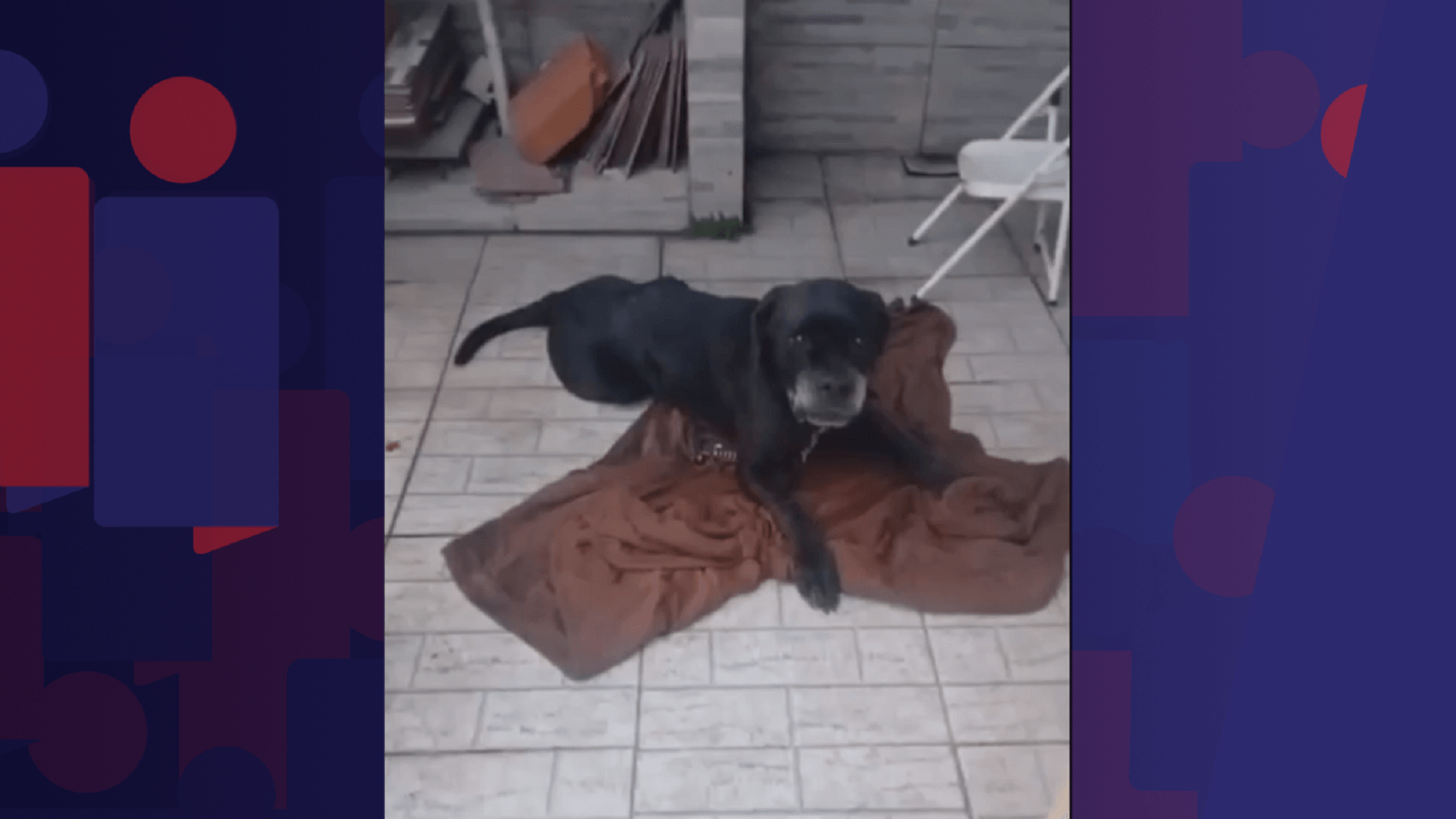 Megaoperação no Rio deixa cachorro ferido; Scooby passa por cirurgia e sobrevive