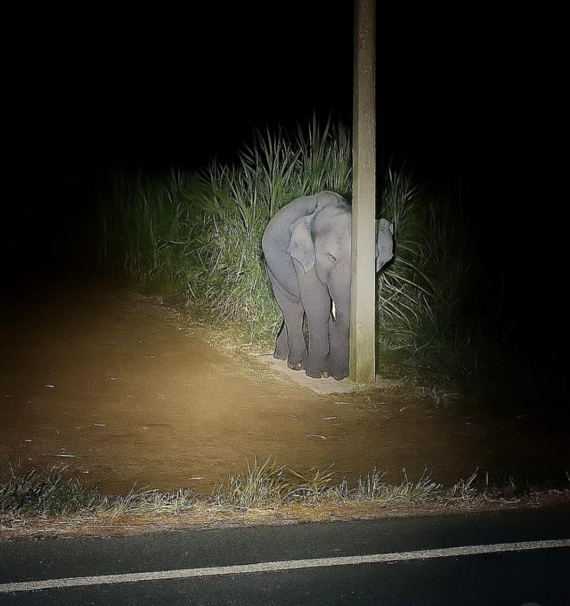 Bebê elefante é flagrado comendo cana-de-açúcar na lavoura e se esconde atrás do poste