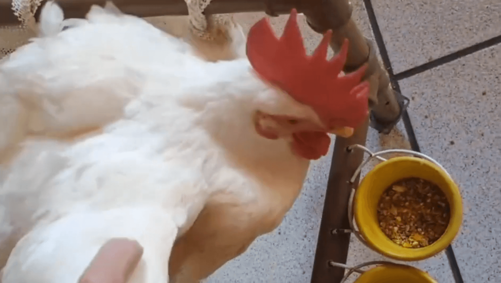 Galo 'Nug' resgatado de sacrifício religioso comove internautas na Tijuca