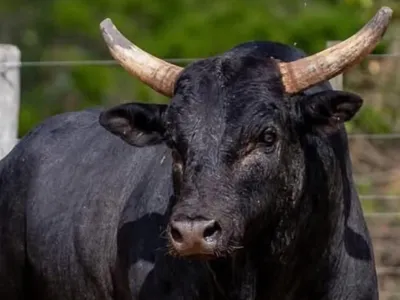 Conheça Mickey Mouse, o touro mais temido do rodeio de Barretos em 2026