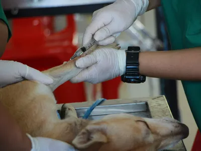 Indaiatuba abre cadastro para vacinação antirrábica de cães e gatos