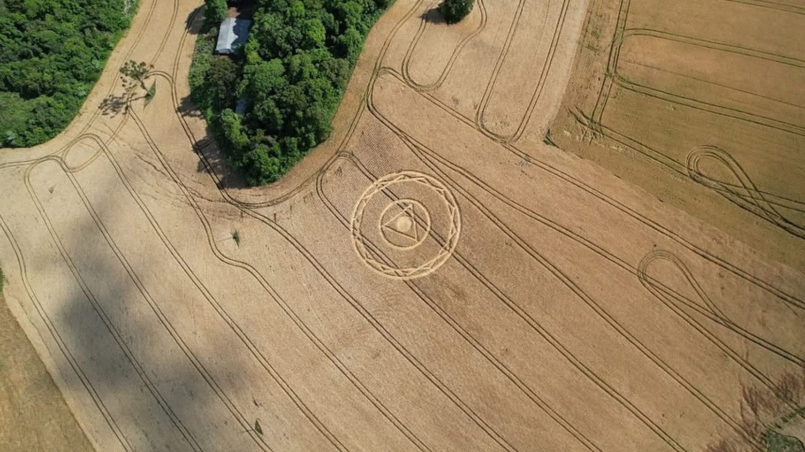 Agroglifo volta a parecer em plantação de trigo de SC