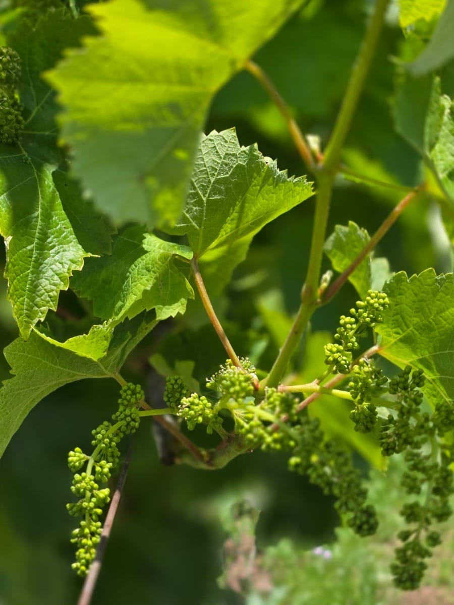 Rio Grande do Sul deve produzir 800 milhões de quilos de uva na safra 2025/2026