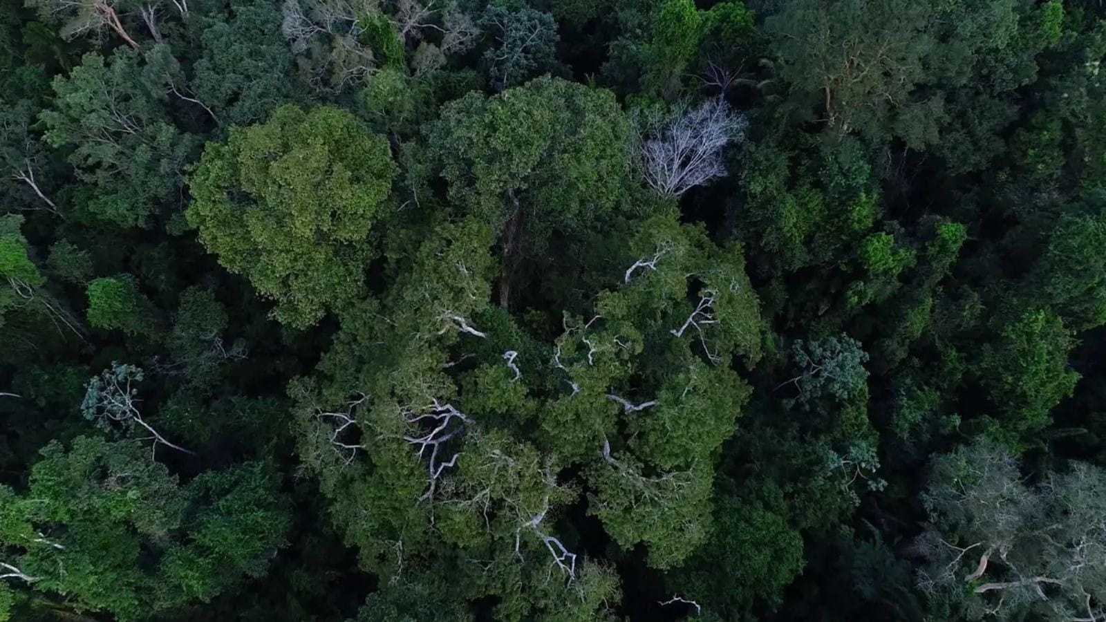 Queda do desmatamento na Amazônia e Cerrado ajuda o agro no exterior