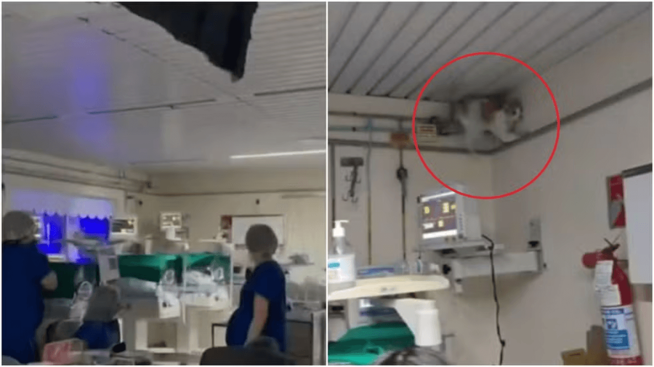 Gato é suspeito de derrubar teto de hospital