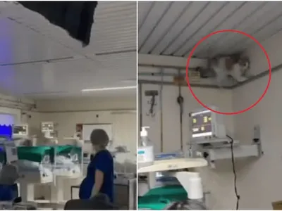 Gato é suspeito de derrubar teto de hospital