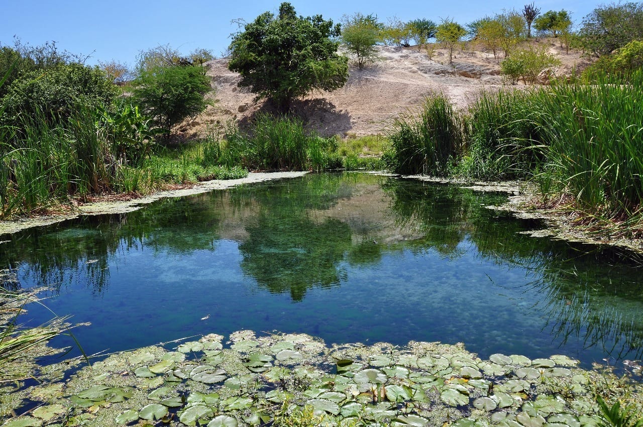 Caatinga é apontada como protagonista na captura de carbono no país