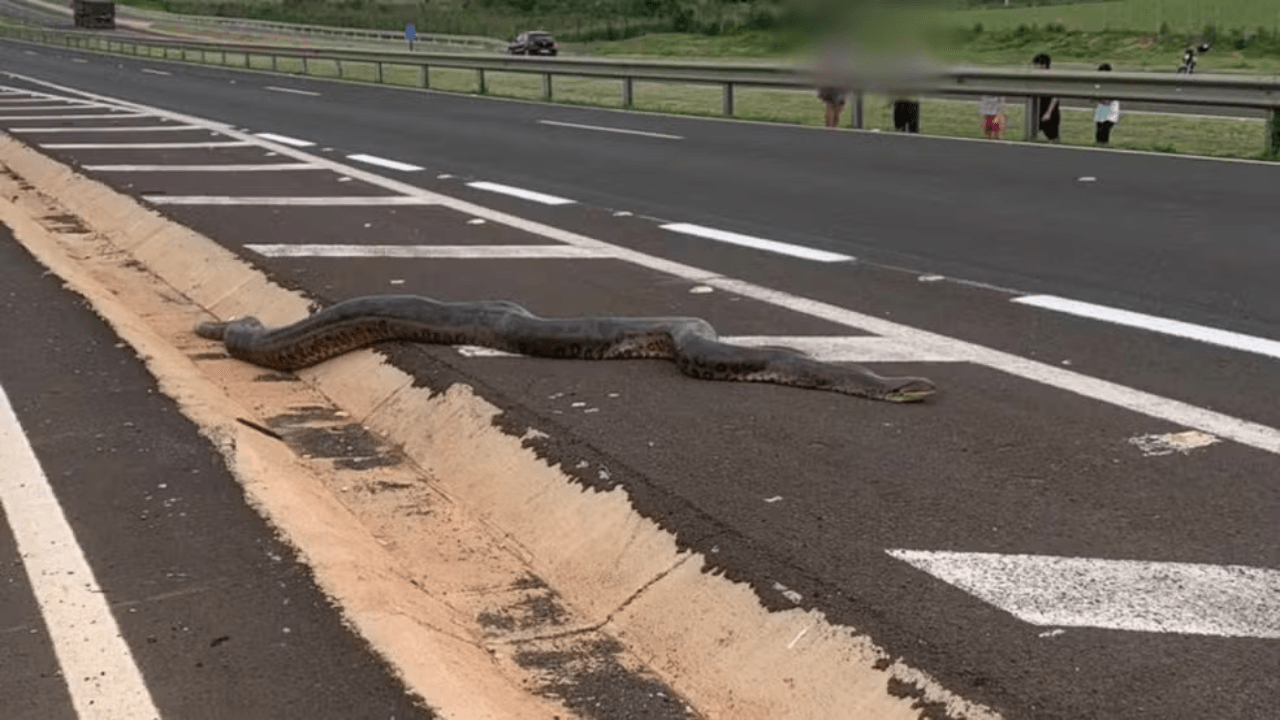 Sucuri de 5 metros é flagrada atravessando rodovia e recebe ajuda