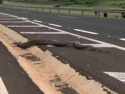 Sucuri de 5 metros é flagrada atravessando rodovia e recebe ajuda