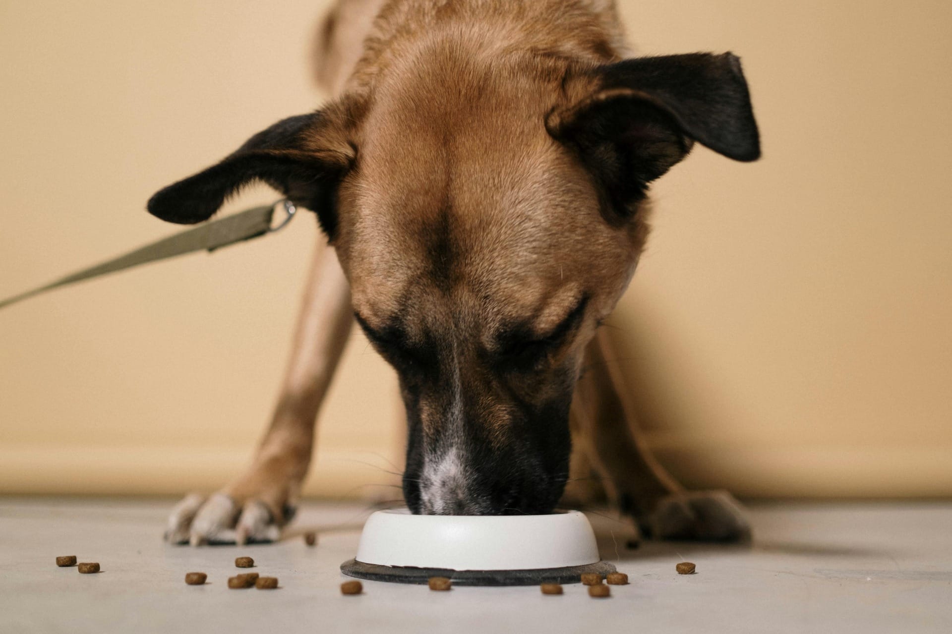O que o cachorro pode e não pode comer?