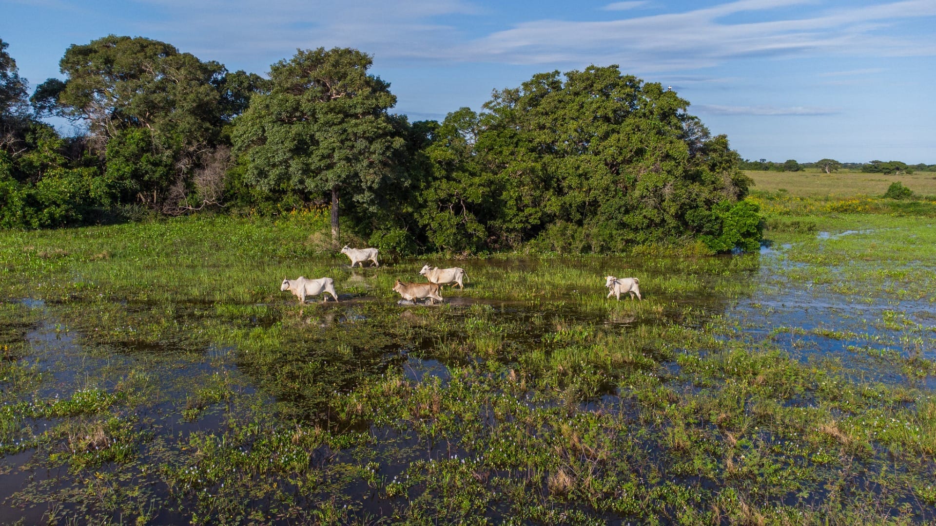 Senar/MT e Famato anunciam investimento de R$ 16 milhões no Pantanal