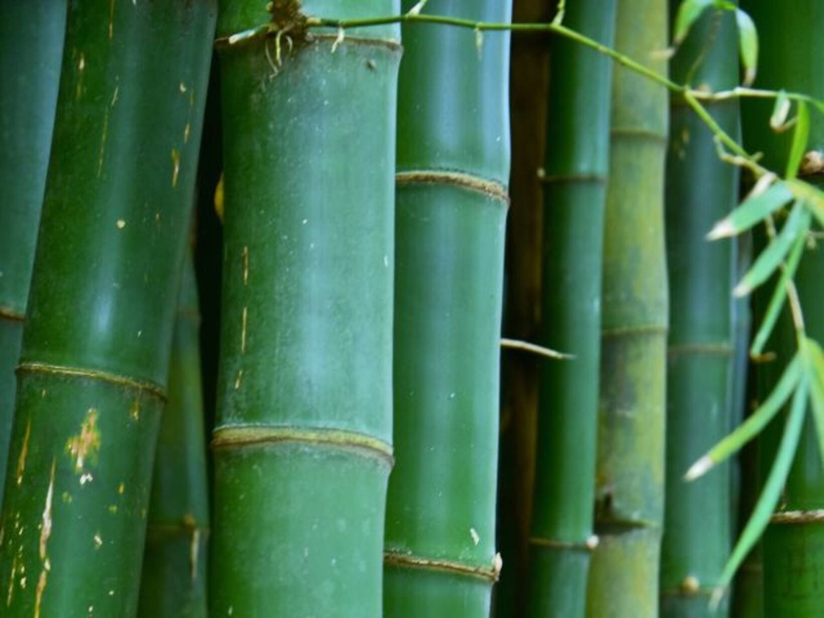 E o bambu? Cientistas afirmam que a planta pode impulsionar a bioeconomia
